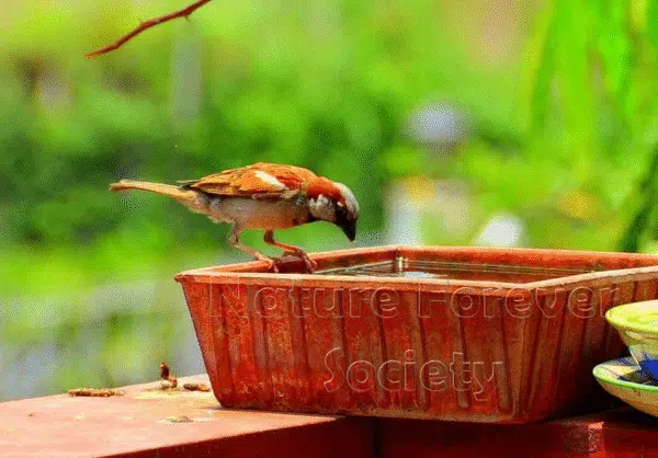 Terracotta Bird Bath - Image 3
