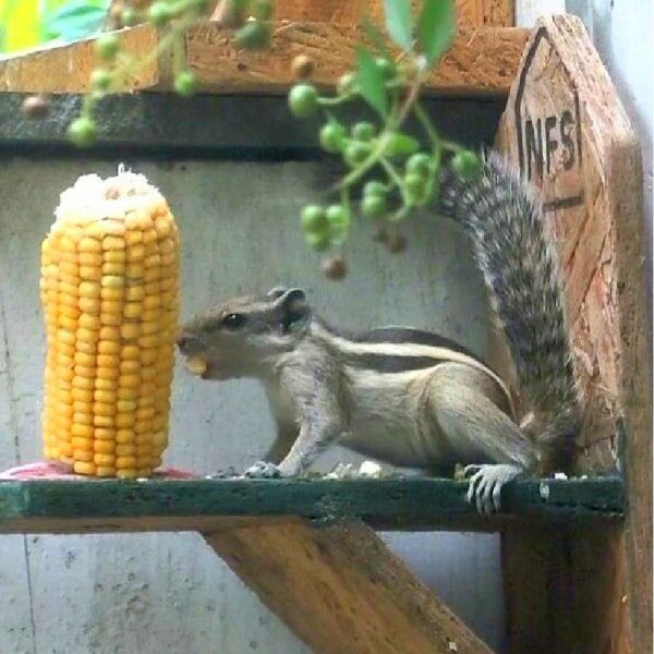 Squirrel Corn Feeder