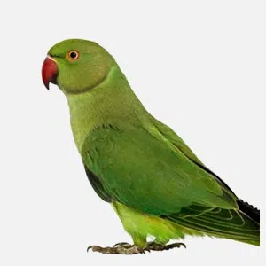 img parrot