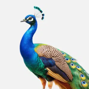 img peacock