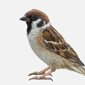 img sparrow