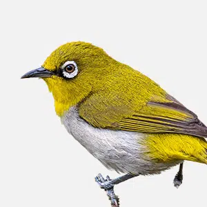 img oriental white eye