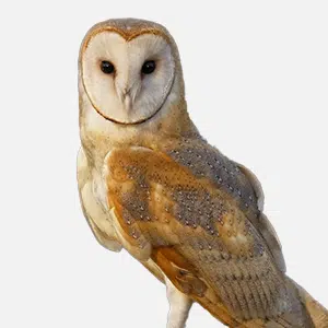 img owl